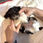 Chocolate Sundae – Toy Schnauzer $2500