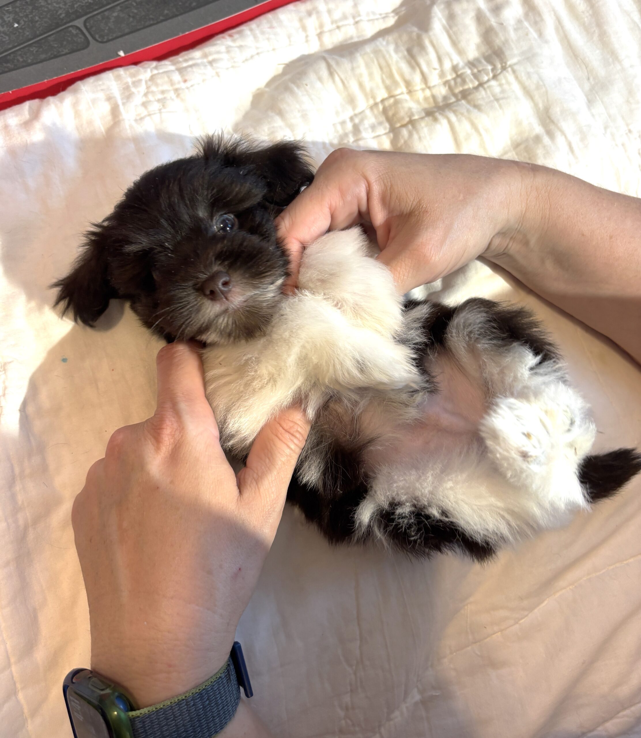 Chocolate Sundae – Toy Schnauzer $2500