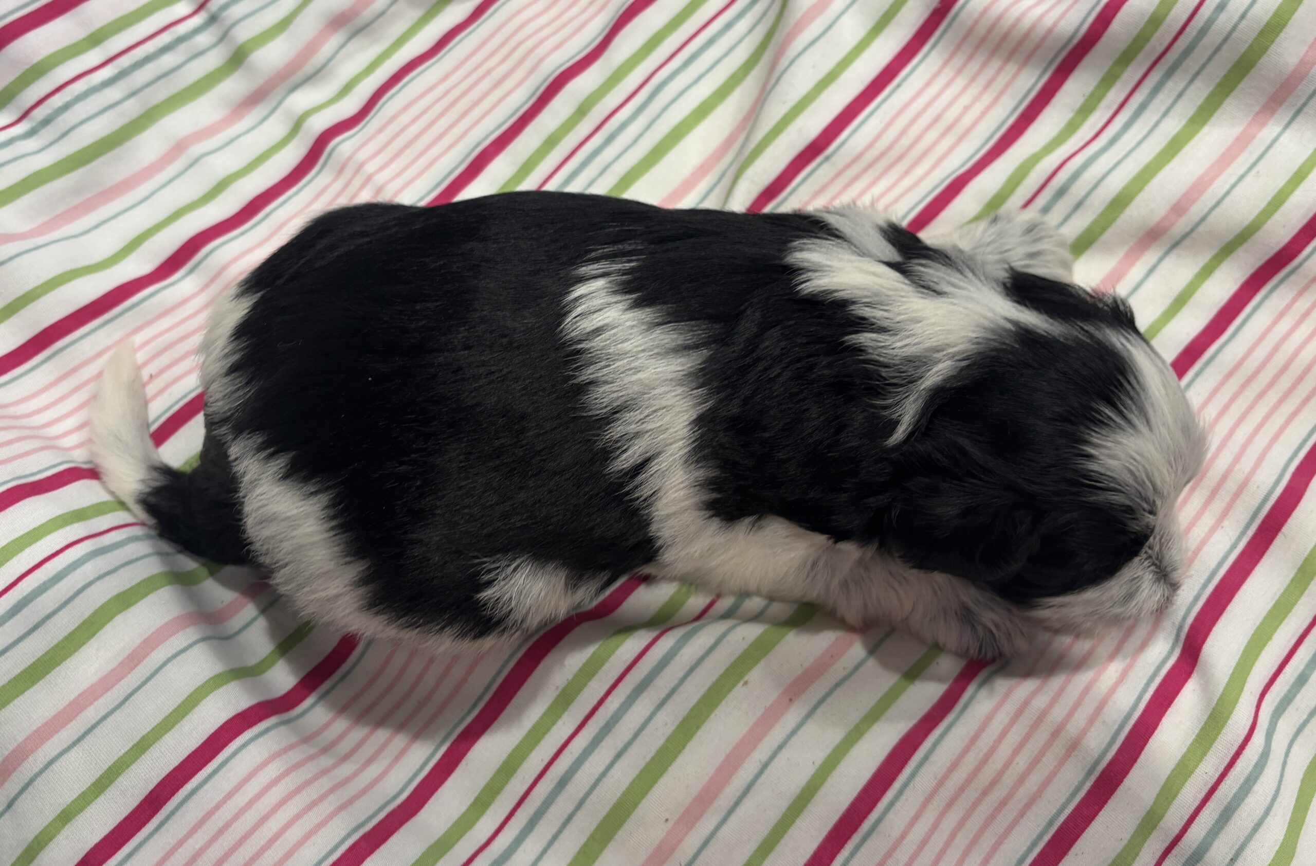 Dewey – Miniature Schnoodle $2500