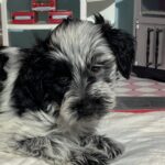 Dewey – Miniature Schnoodle $2700