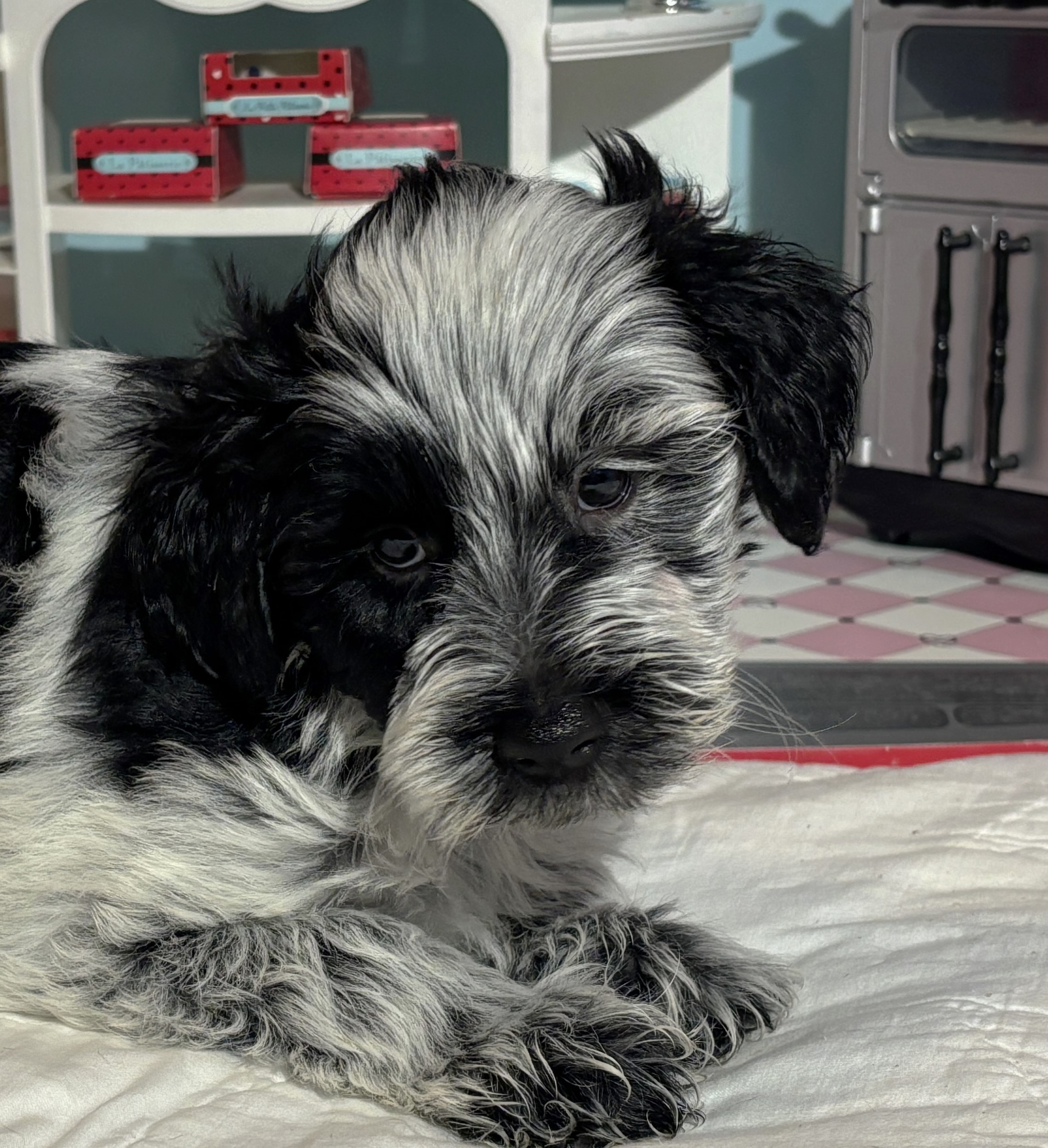 Dewey – Miniature Schnoodle $2700
