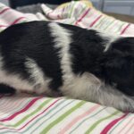 Dewey – Miniature Schnoodle $2500
