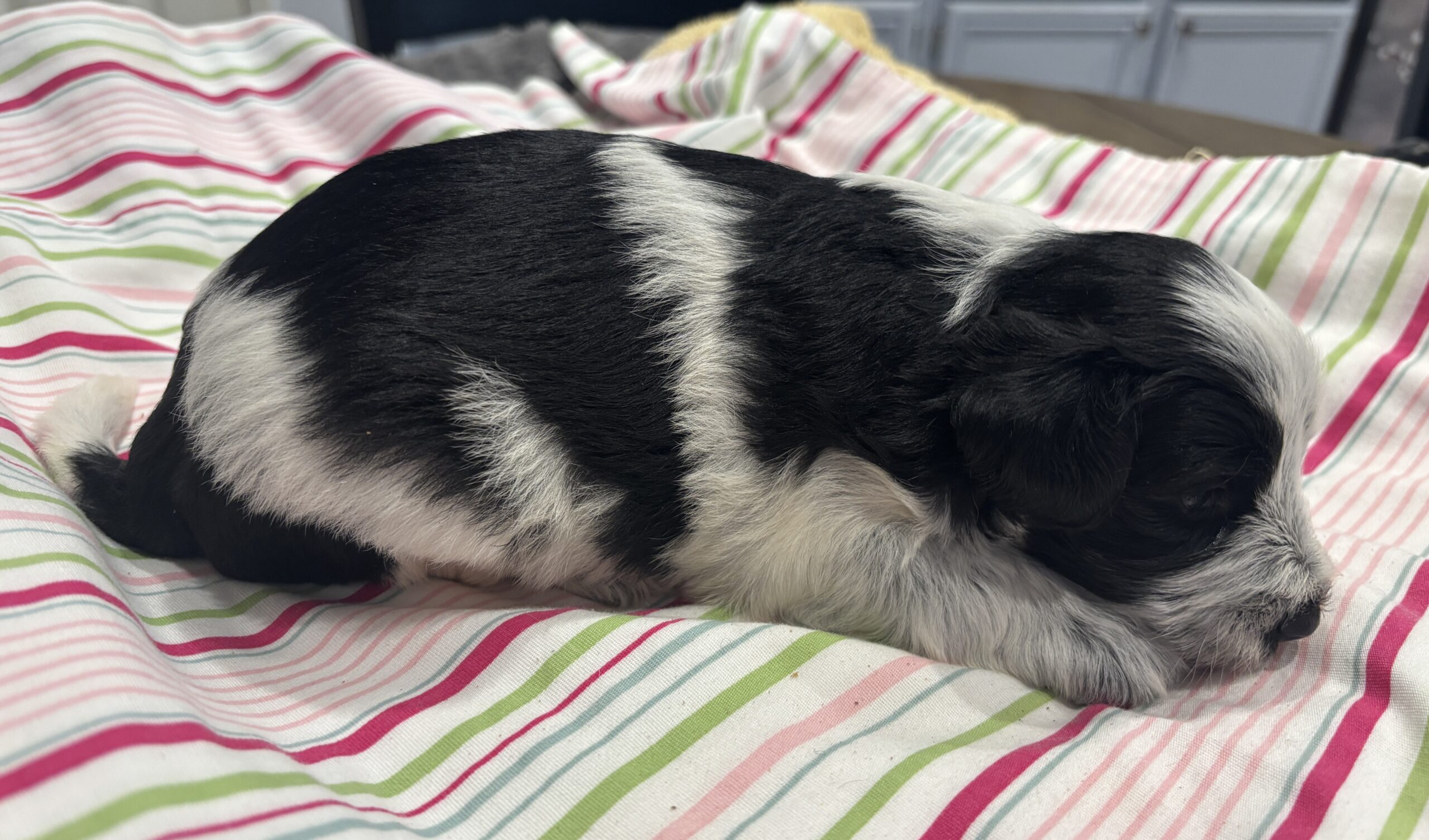 Dewey – Miniature Schnoodle $2500