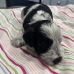 Dewey – Miniature Schnoodle $2500