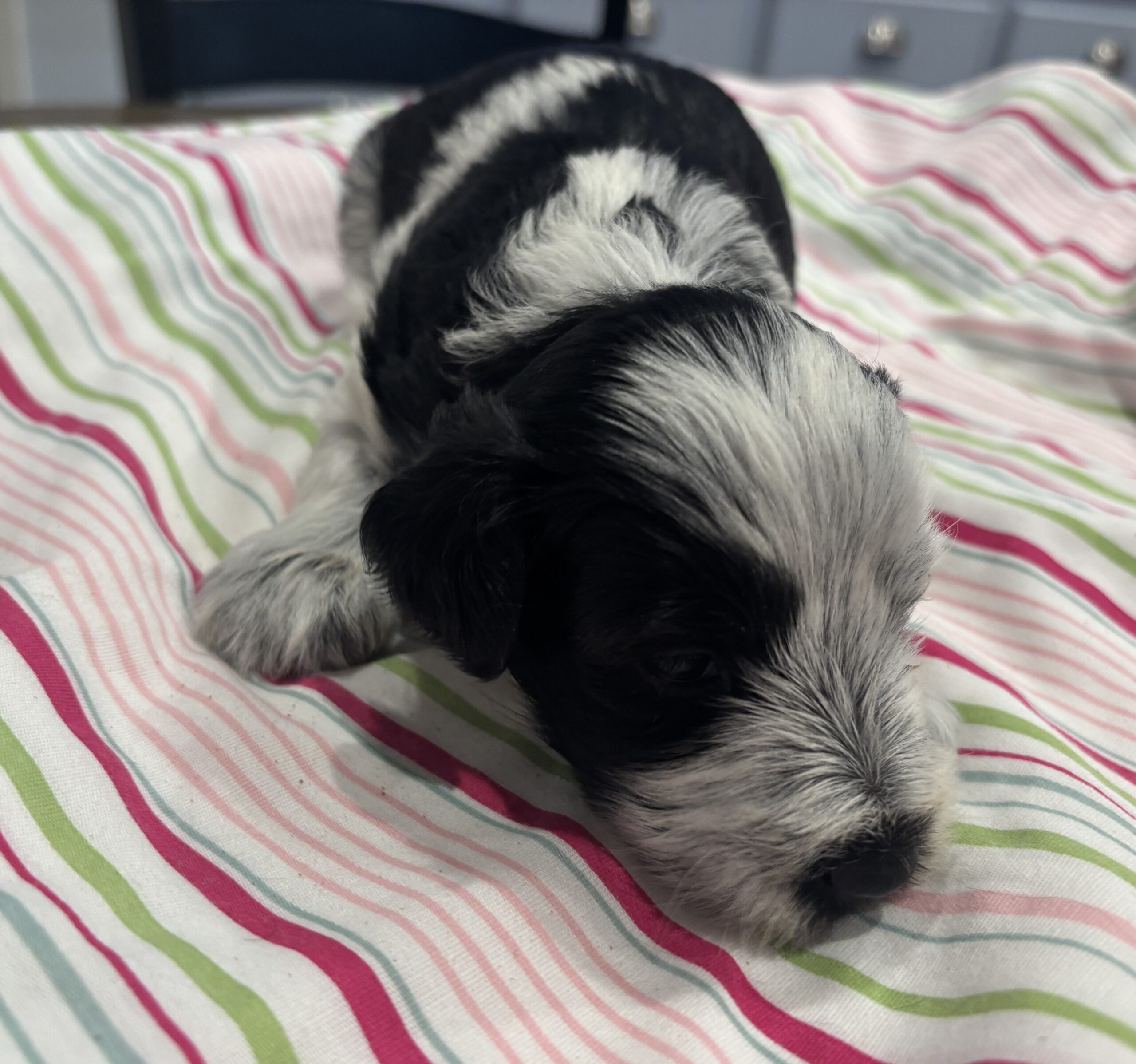 Dewey – Miniature Schnoodle $2500