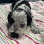 Dewey – Miniature Schnoodle $2500
