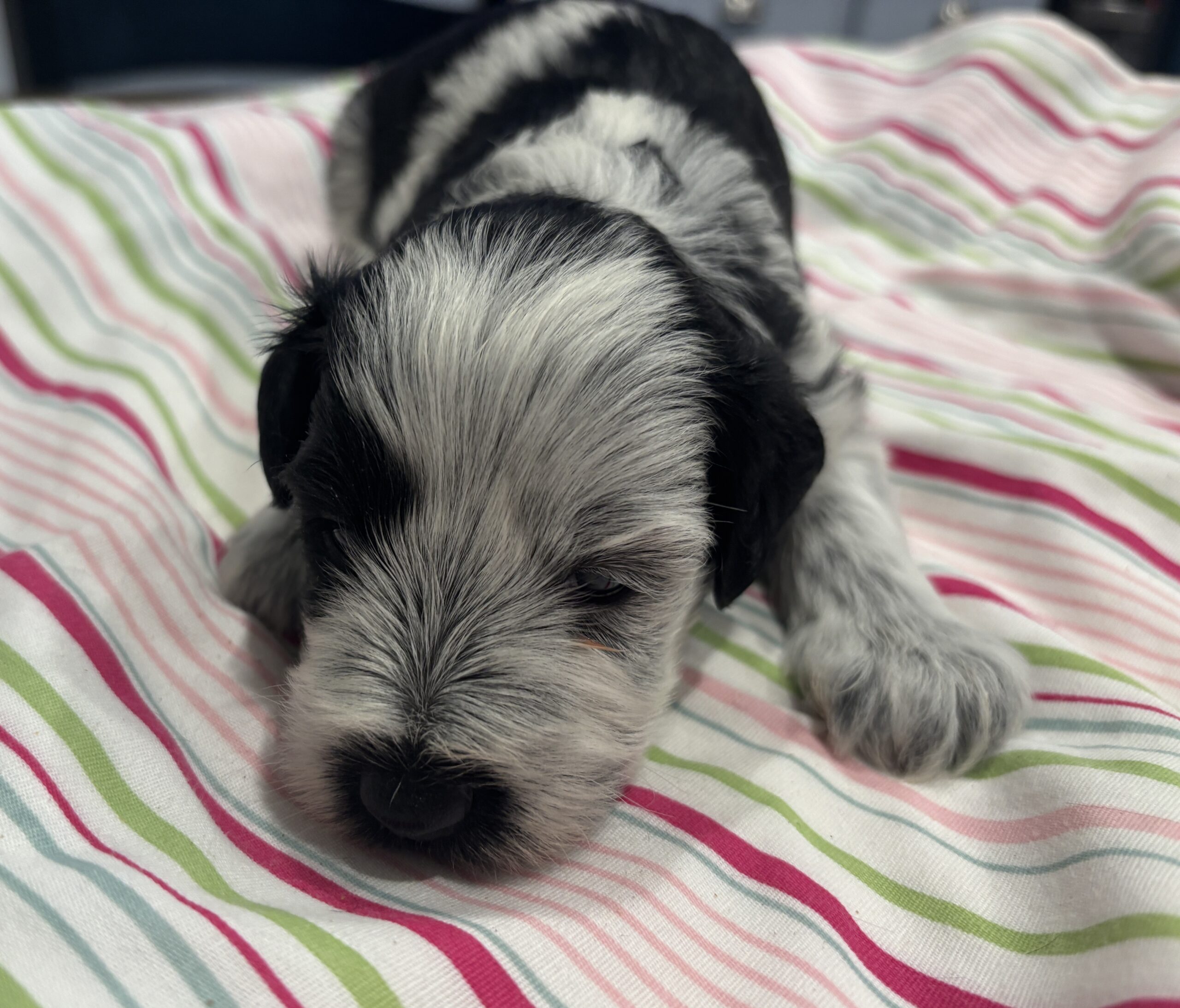 Dewey – Miniature Schnoodle $2500