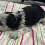 Dewey – Miniature Schnoodle $2500