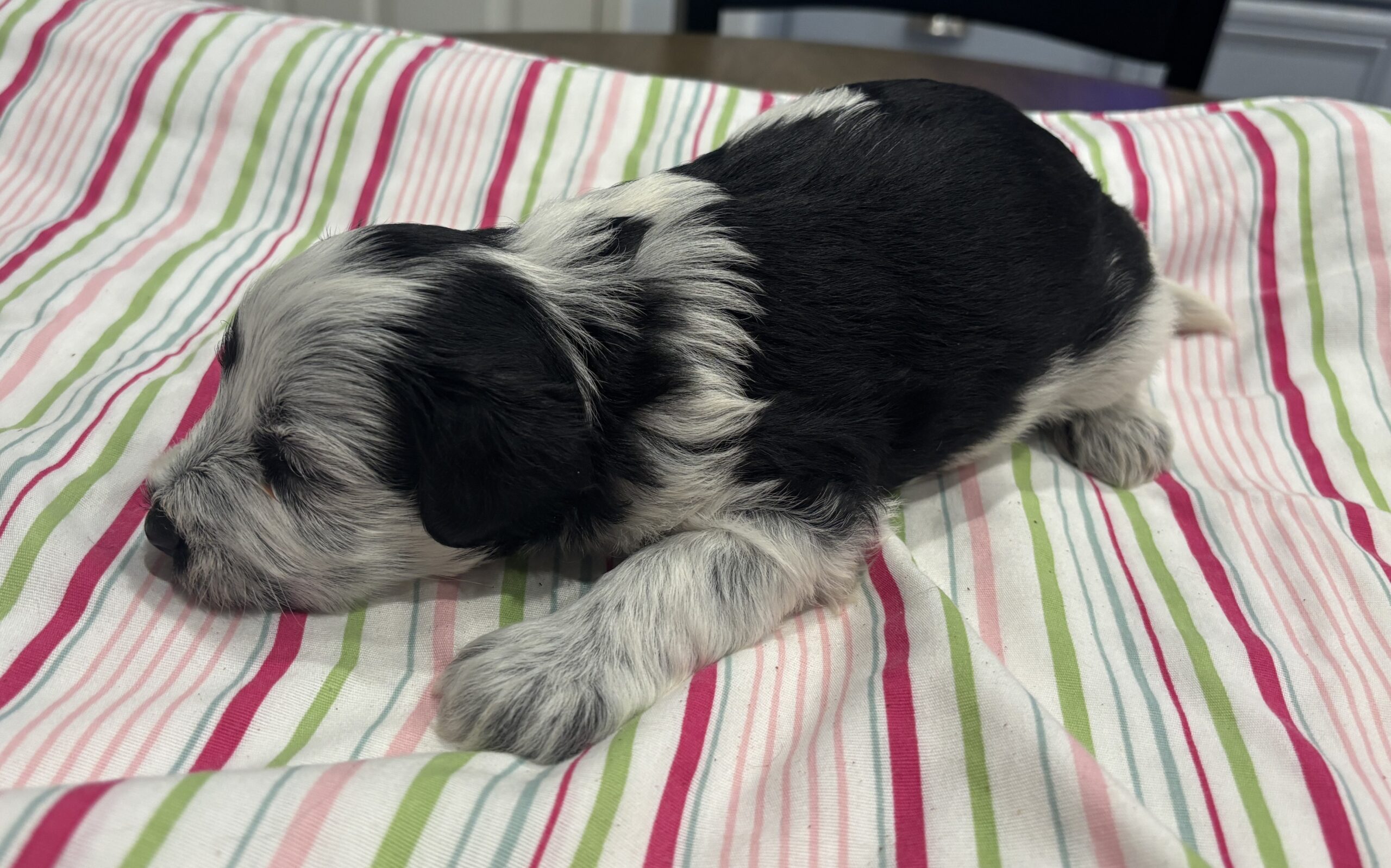Dewey – Miniature Schnoodle $2500