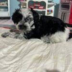 Dewey – Miniature Schnoodle $2700