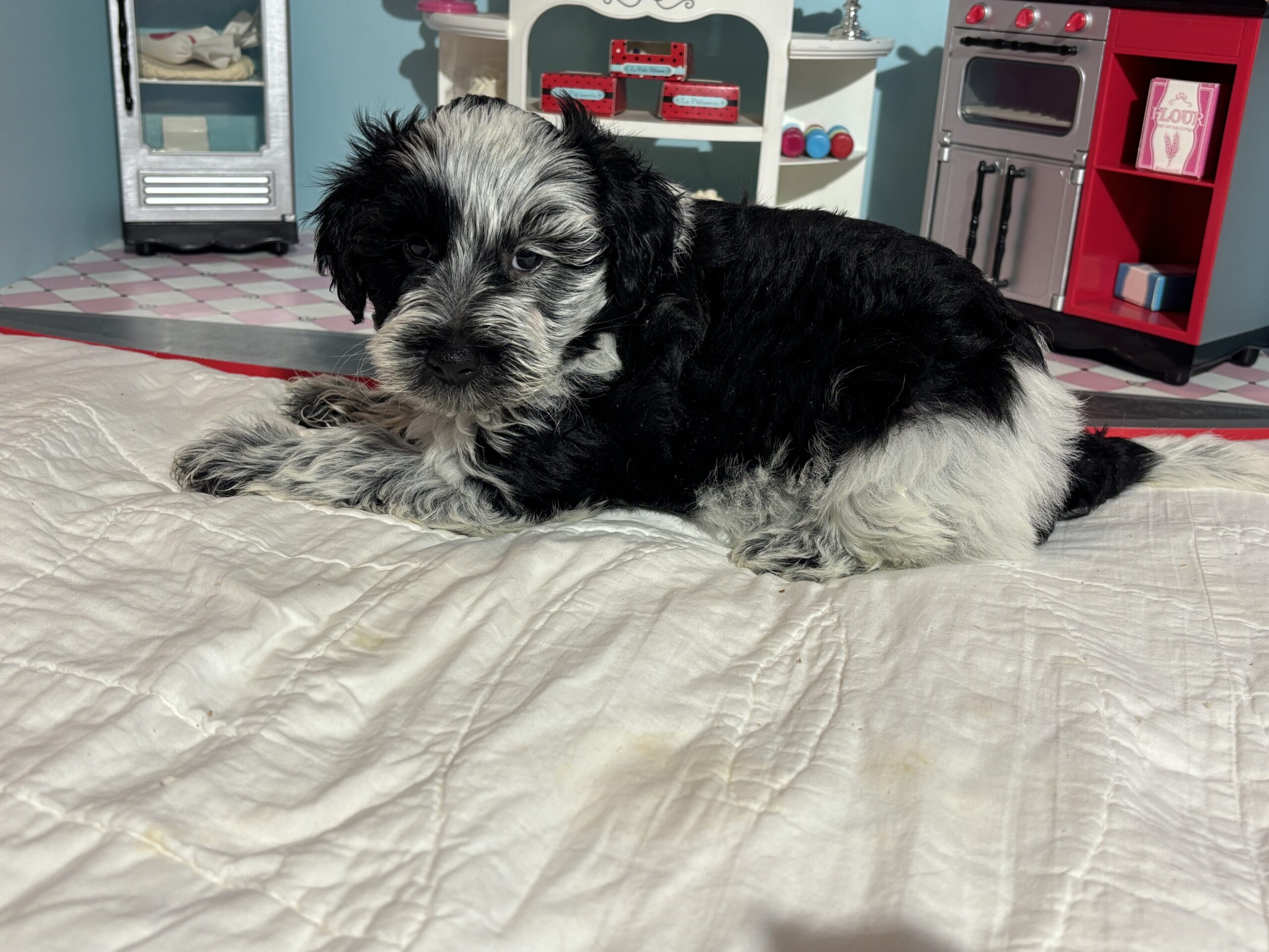 Dewey – Miniature Schnoodle $2700