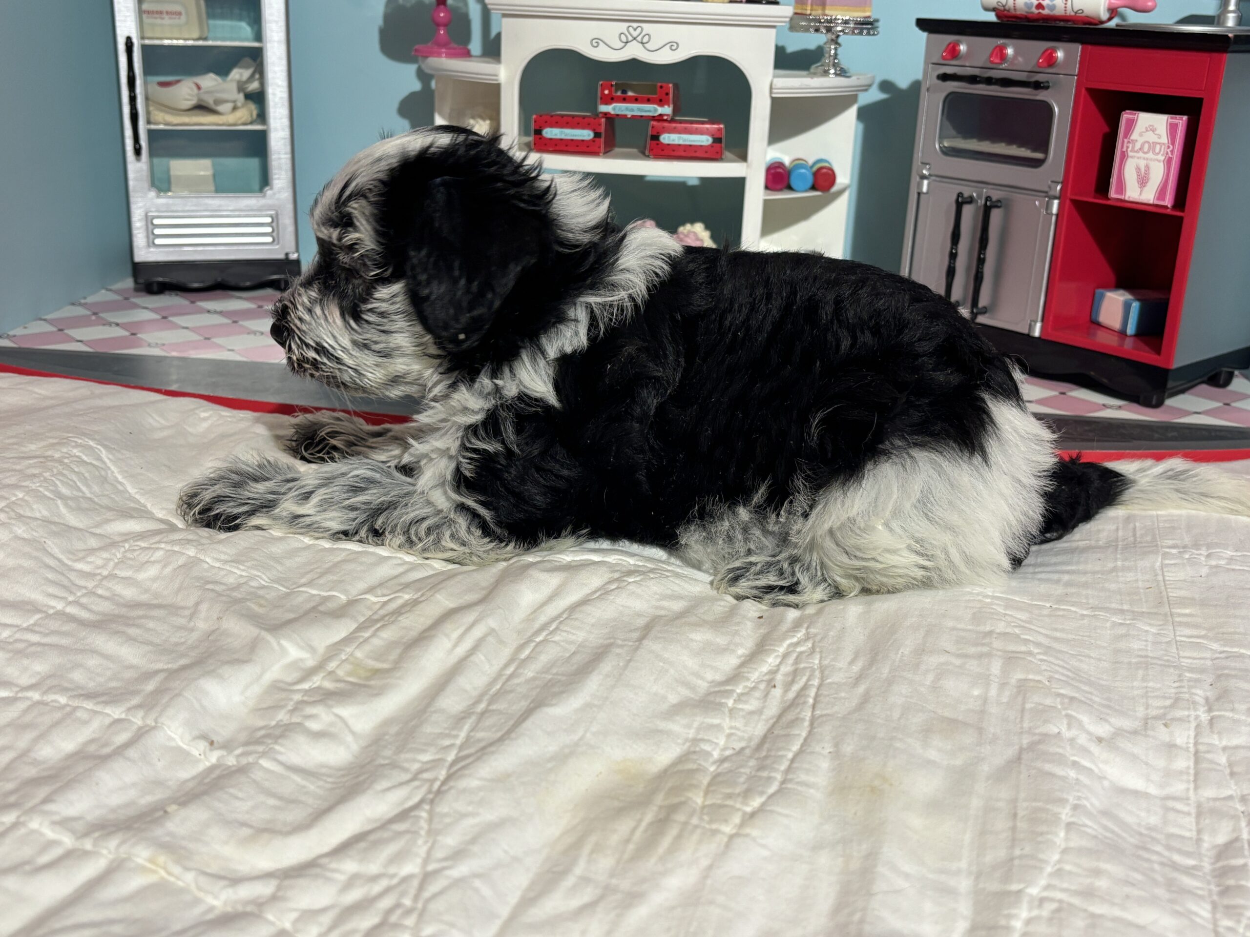 Dewey – Miniature Schnoodle $2700