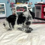 Dewey – Miniature Schnoodle $2700