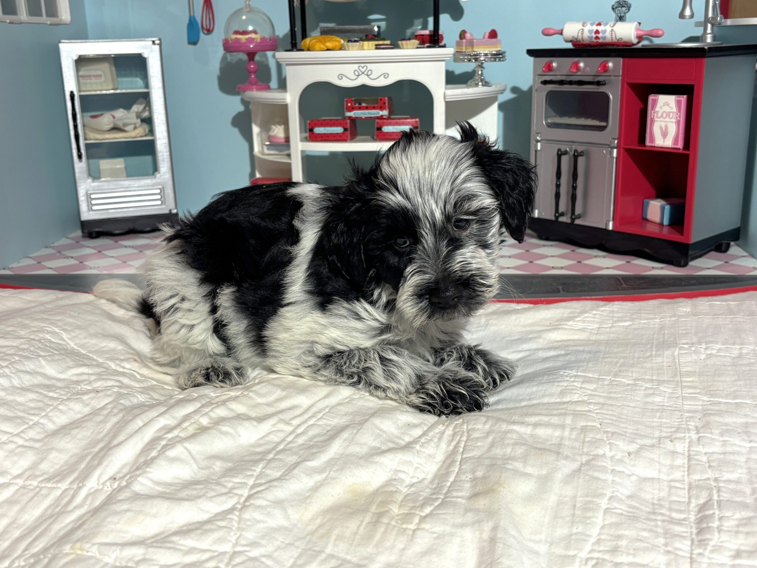 Dewey – Miniature Schnoodle $2700