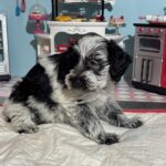 Dewey – Miniature Schnoodle $2700