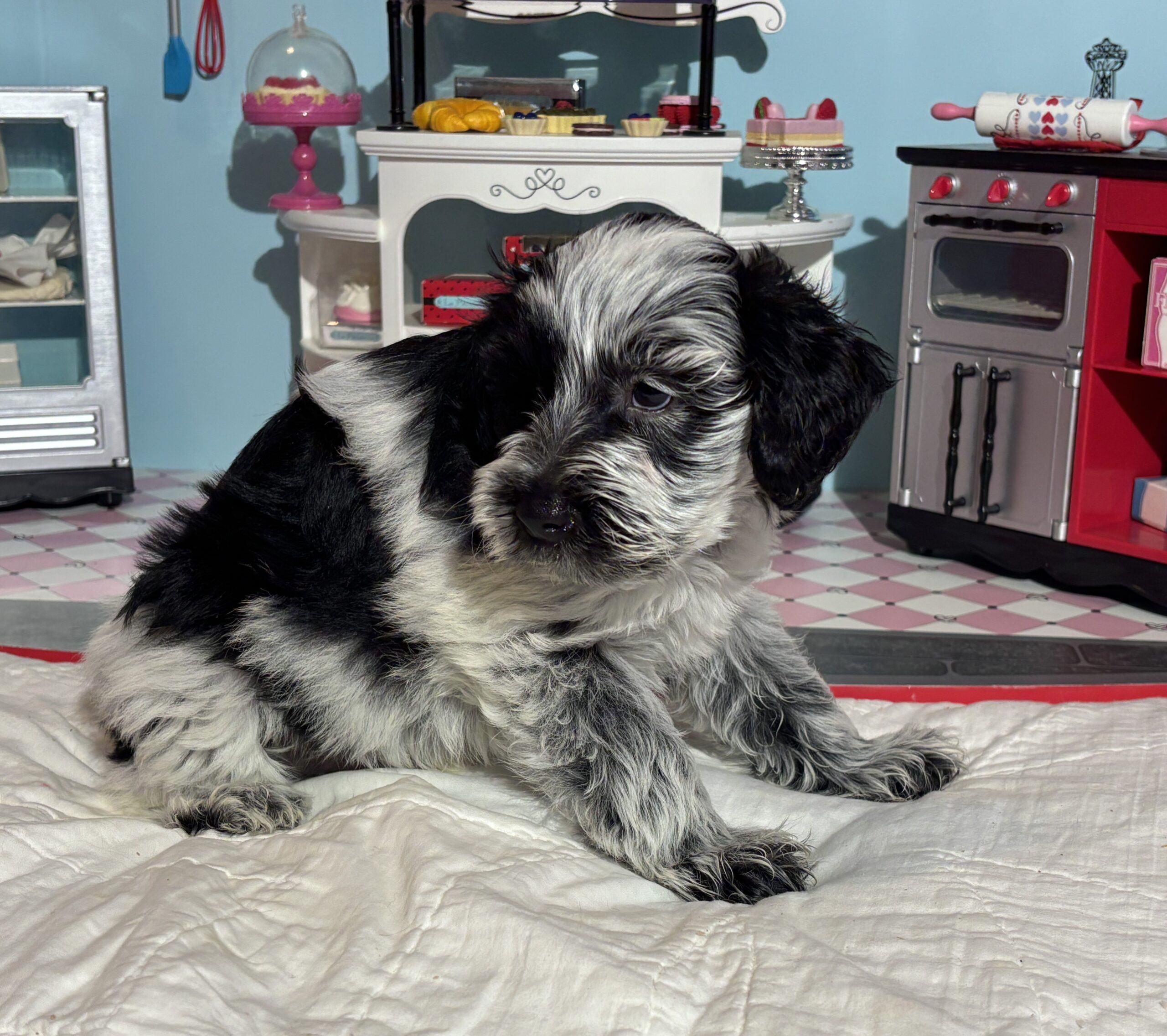 Dewey – Miniature Schnoodle $2700