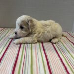 Falcon – Toy Chonzer $2200