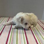 Falcon – Toy Chonzer $2200