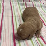 Homer – Miniature Schnoodle $3200