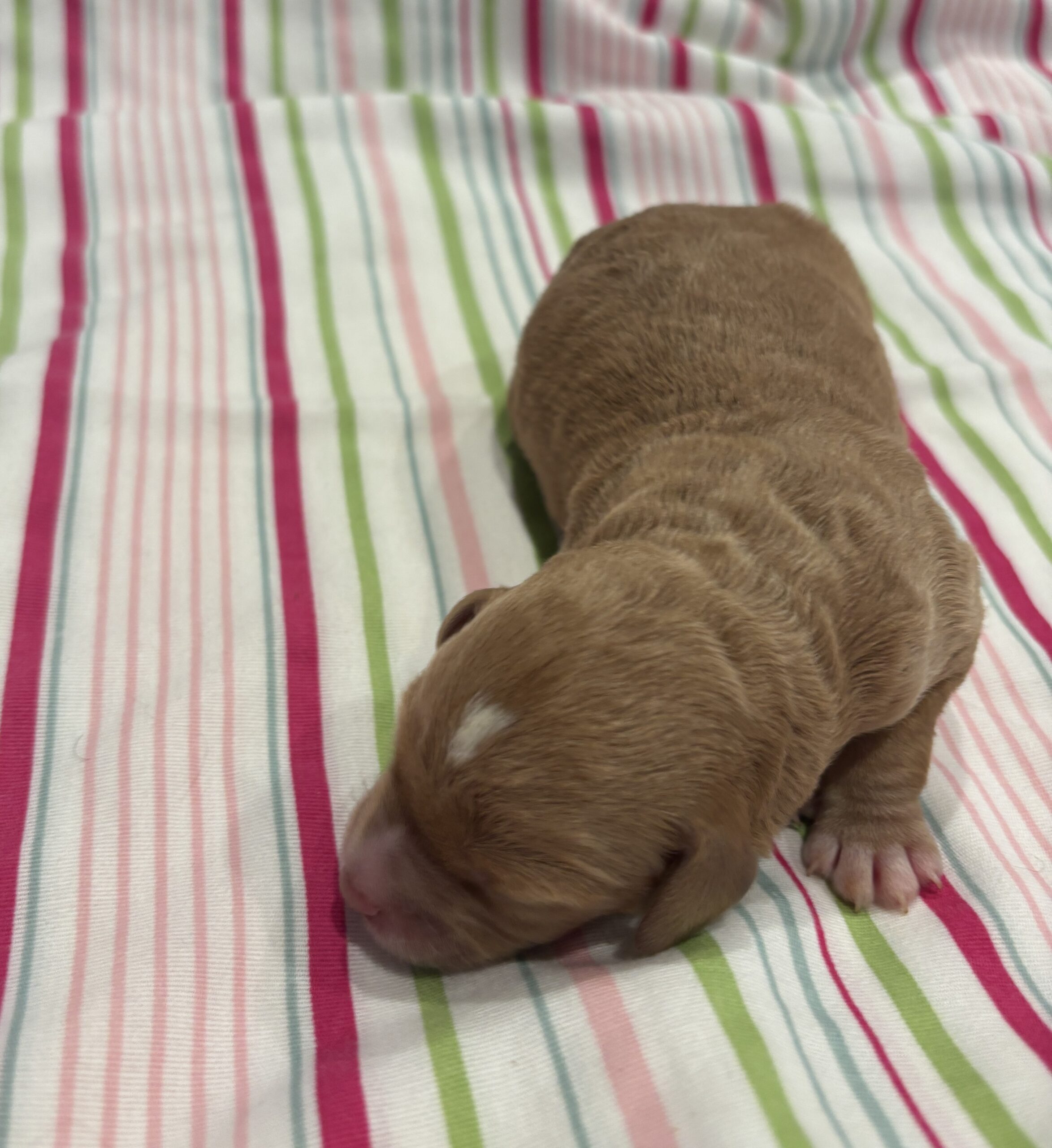 Homer – Miniature Schnoodle $3200