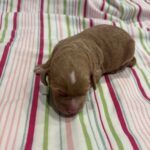 Homer – Miniature Schnoodle $3200