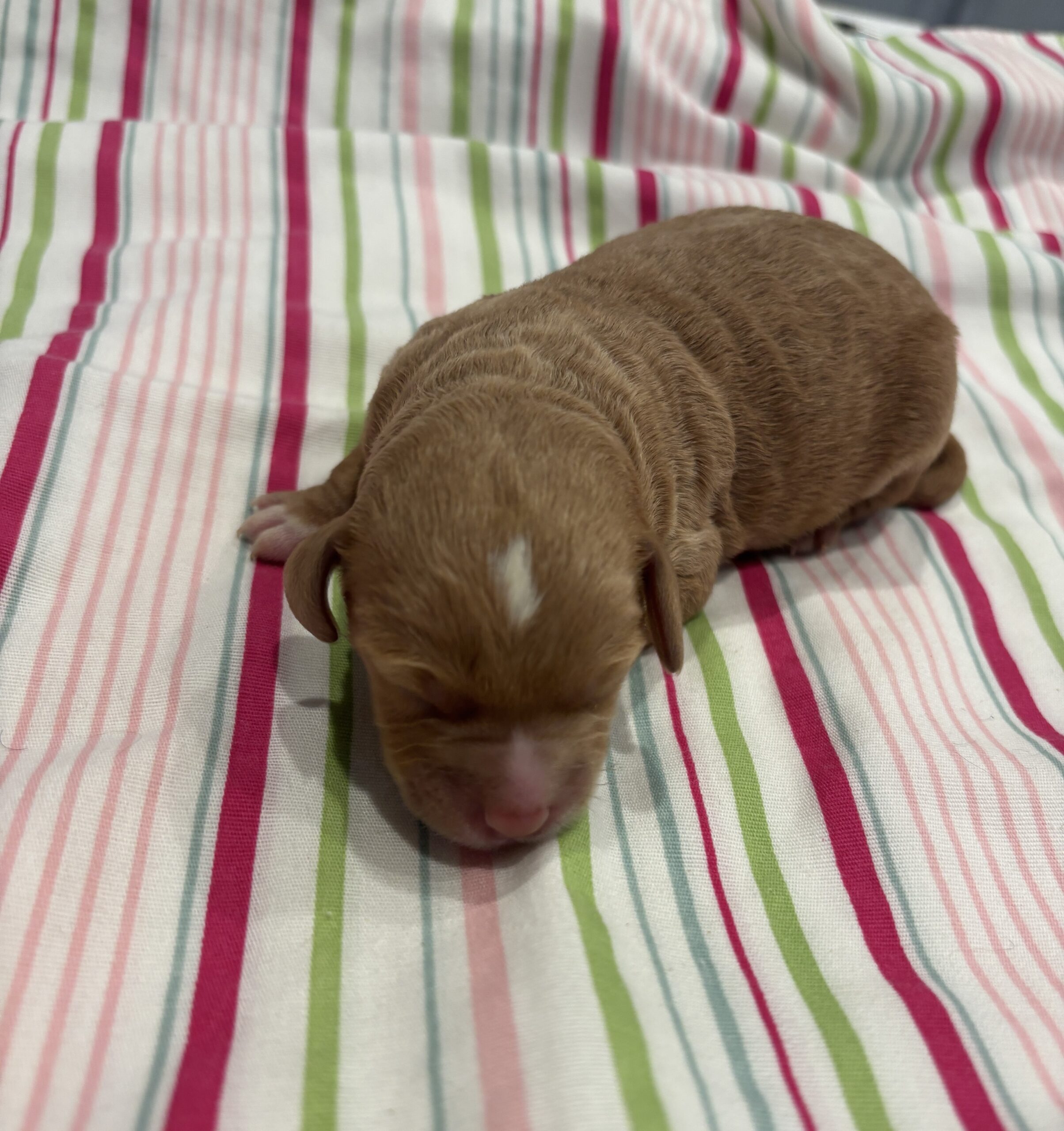 Homer – Miniature Schnoodle $3200