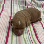 Homer – Miniature Schnoodle $3200
