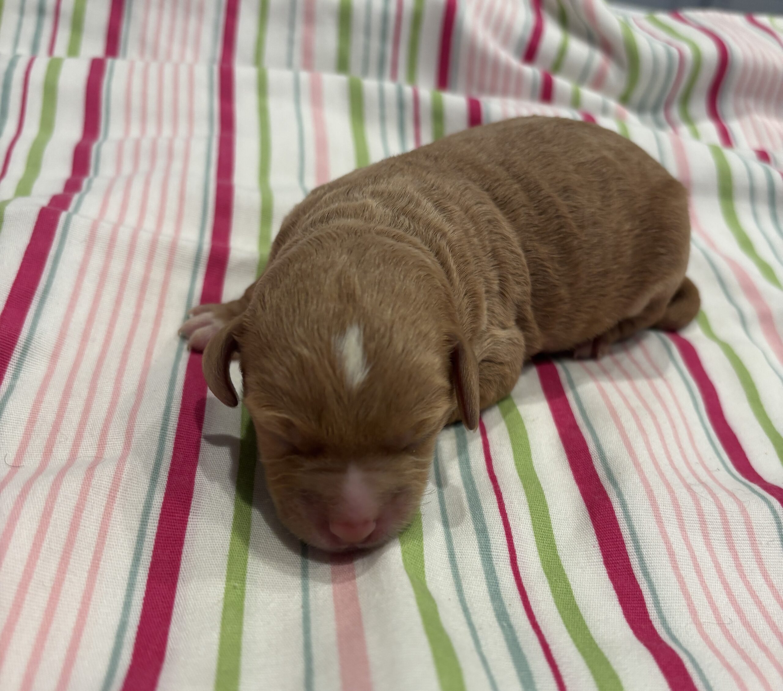 Homer – Miniature Schnoodle $3200