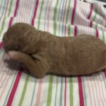Homer – Miniature Schnoodle $3200