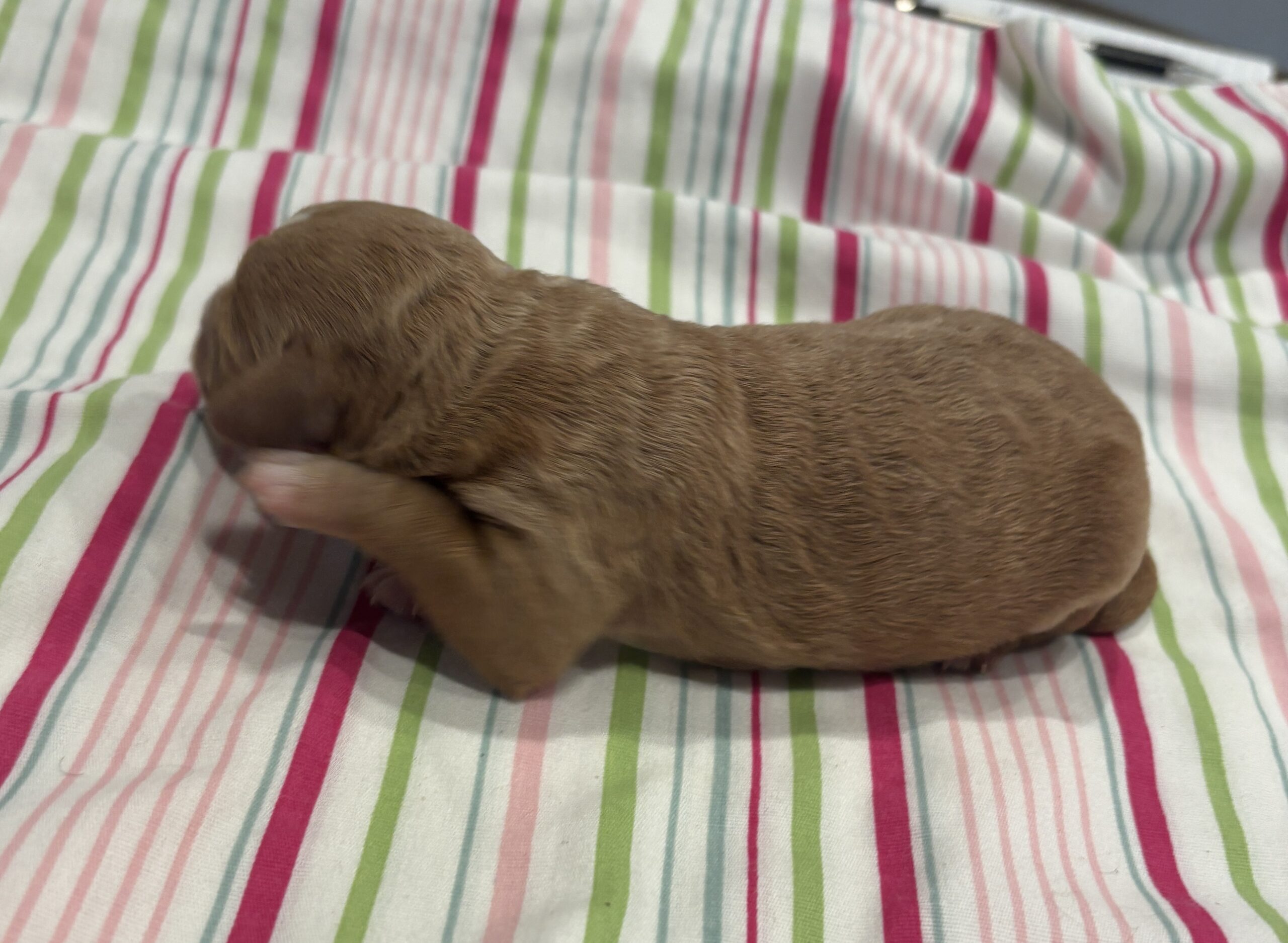 Homer – Miniature Schnoodle $3200