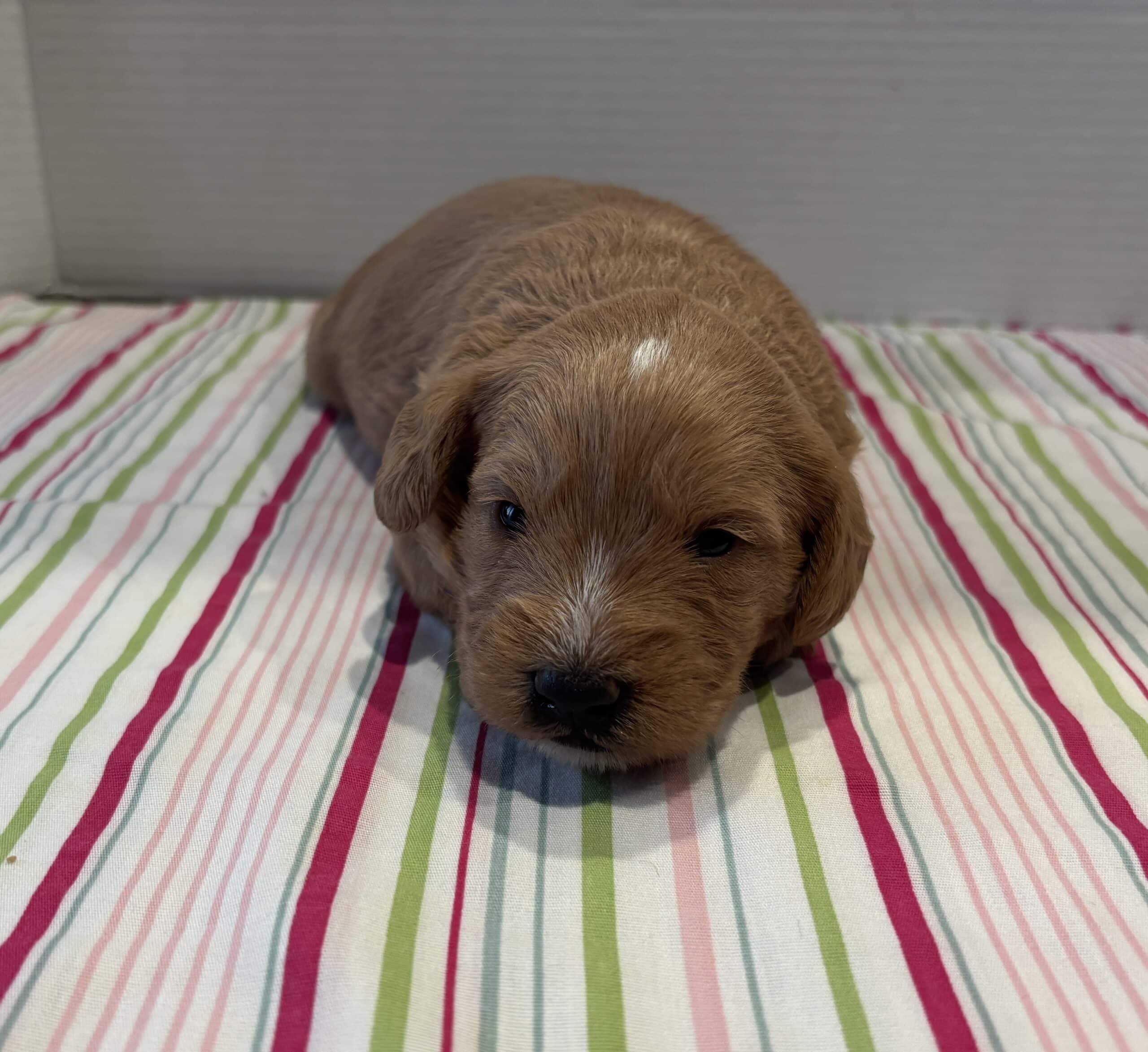 Bart – Miniature Schnoodle $3200