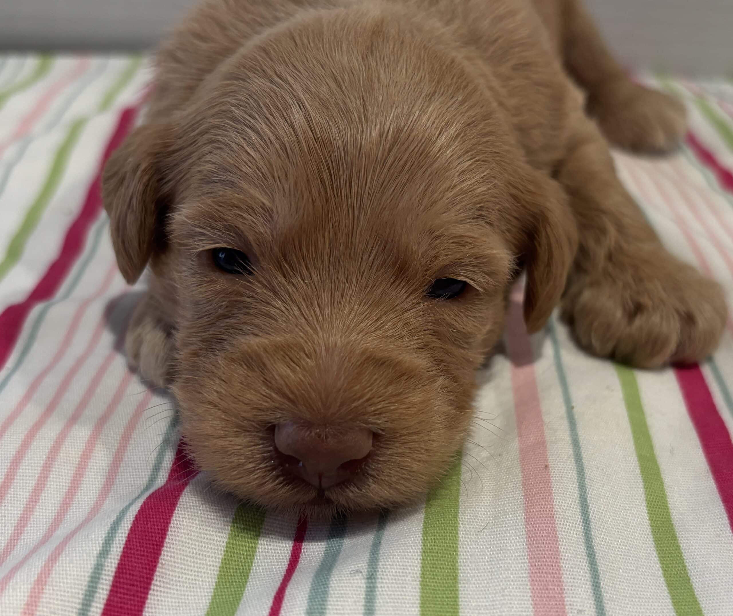Milhouse – Miniature Schnoodle $3200