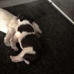Charlotte’s Schnauzer Babies $2000 to $2500