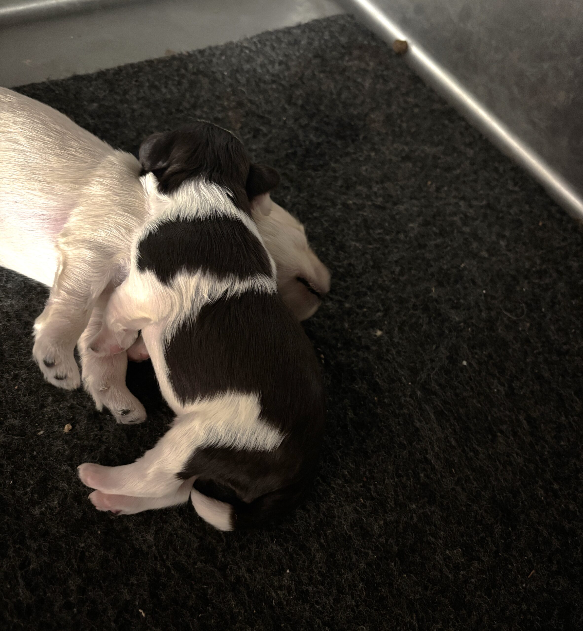 Charlotte’s Schnauzer Babies $2000 to $2500