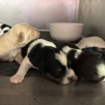 Charlotte’s Schnauzer Babies $2000 to $2500