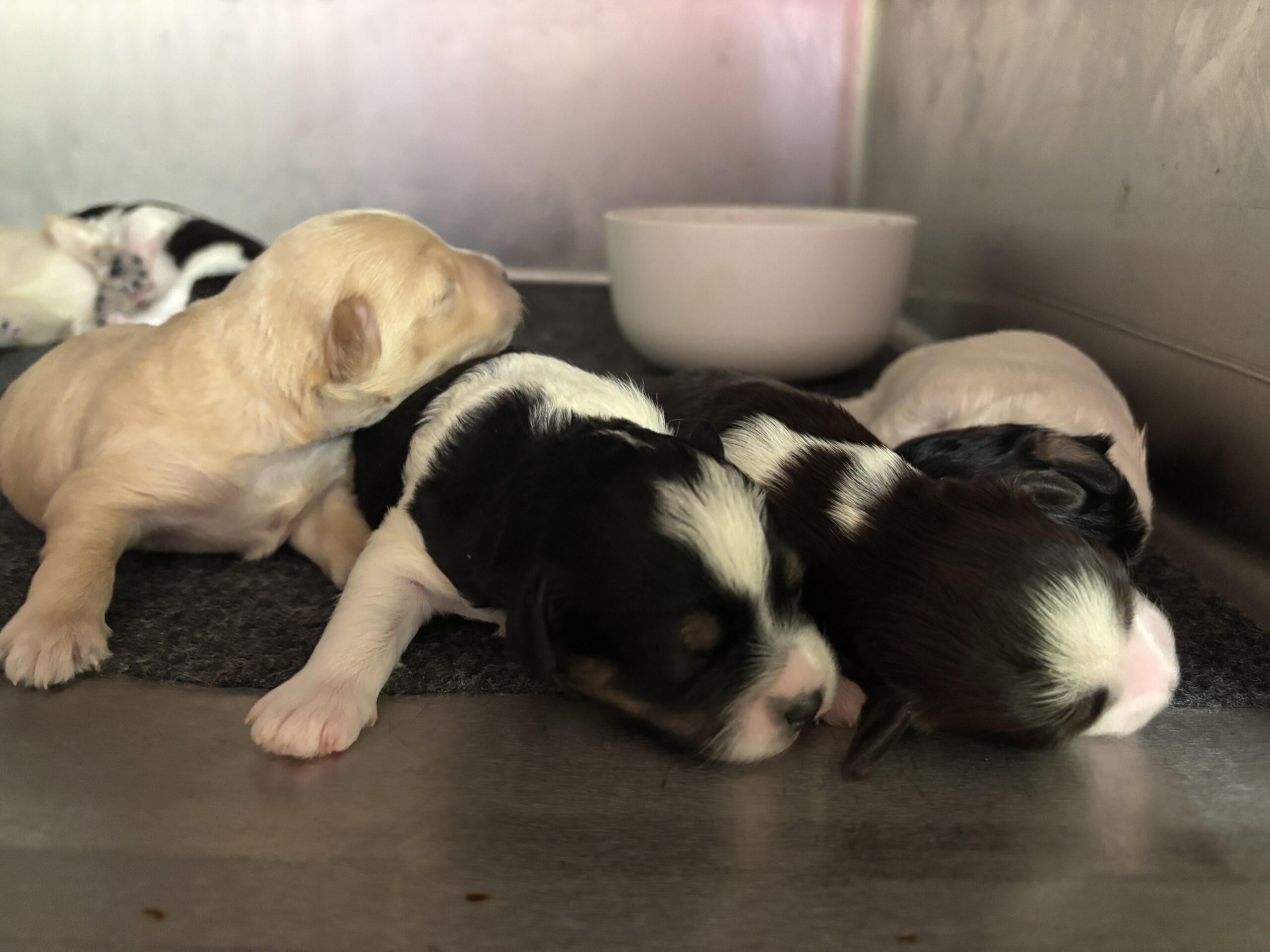 Charlotte’s Schnauzer Babies $2000 to $2500