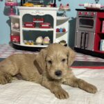 Moe – Miniature Schnoodle $2700