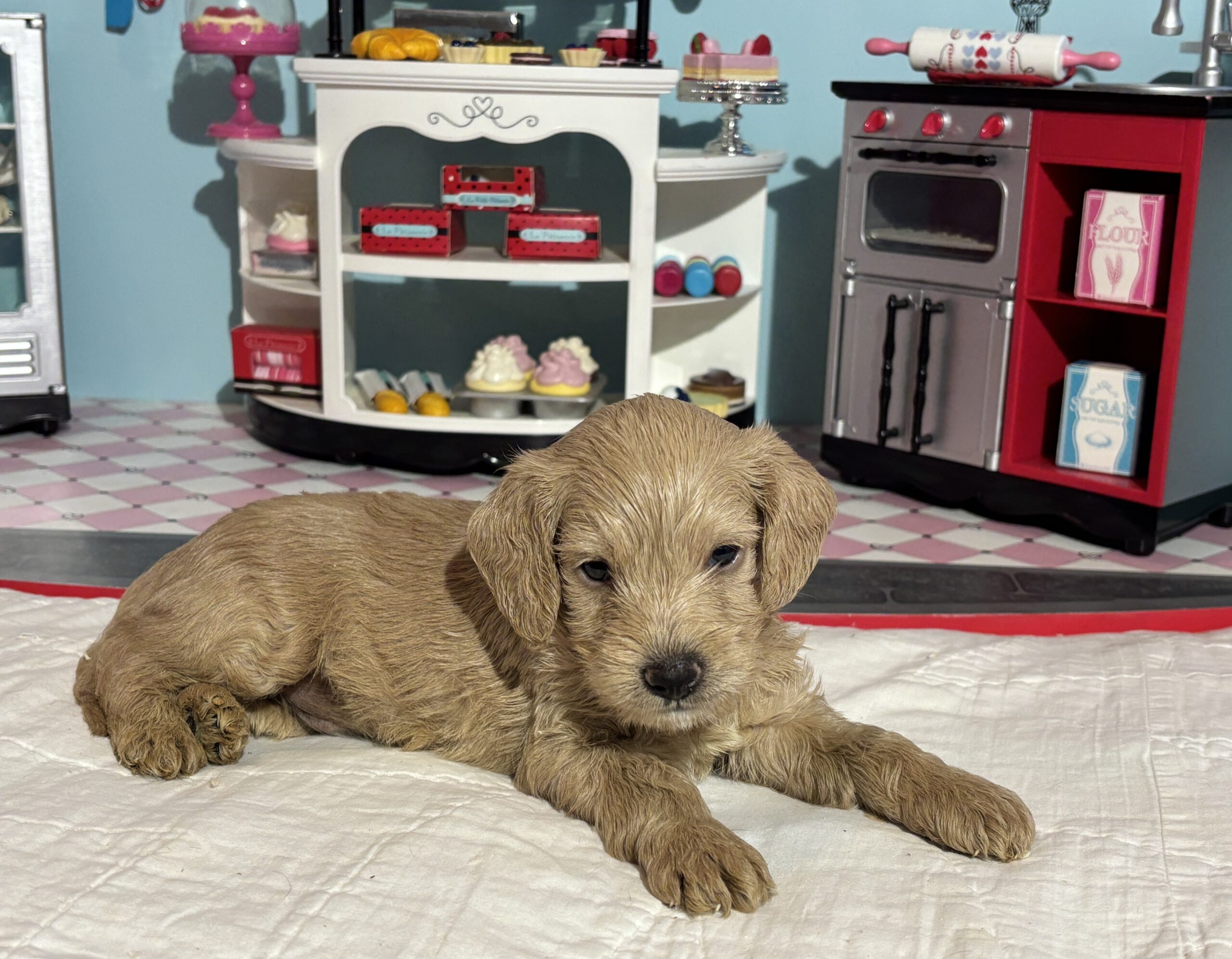 Moe – Miniature Schnoodle $2700
