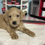 Moe – Miniature Schnoodle $2700