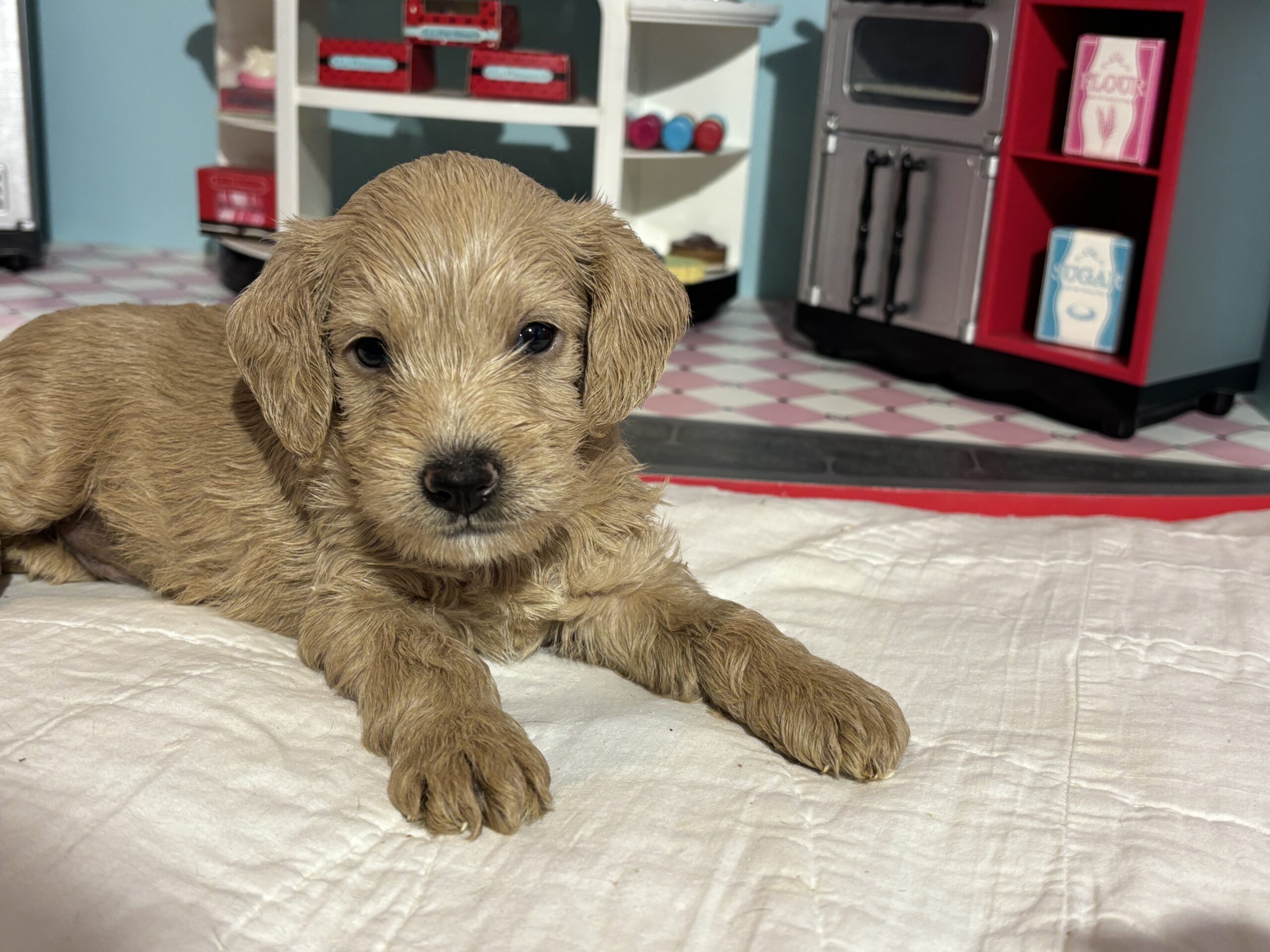 Moe – Miniature Schnoodle $2700