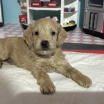 Moe – Miniature Schnoodle $2700