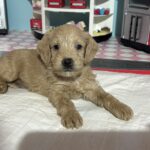 Moe – Miniature Schnoodle $2700