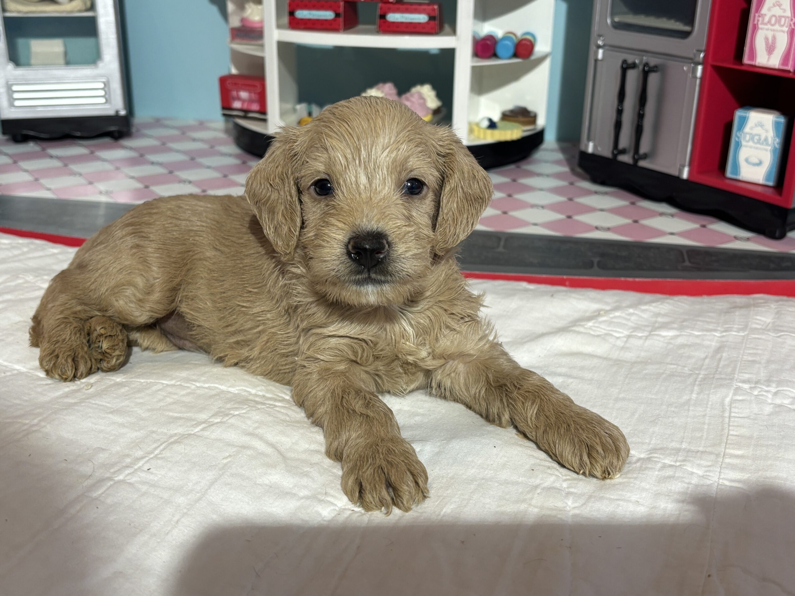 Moe – Miniature Schnoodle $2700