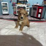 Homer – Miniature Schnoodle $3200