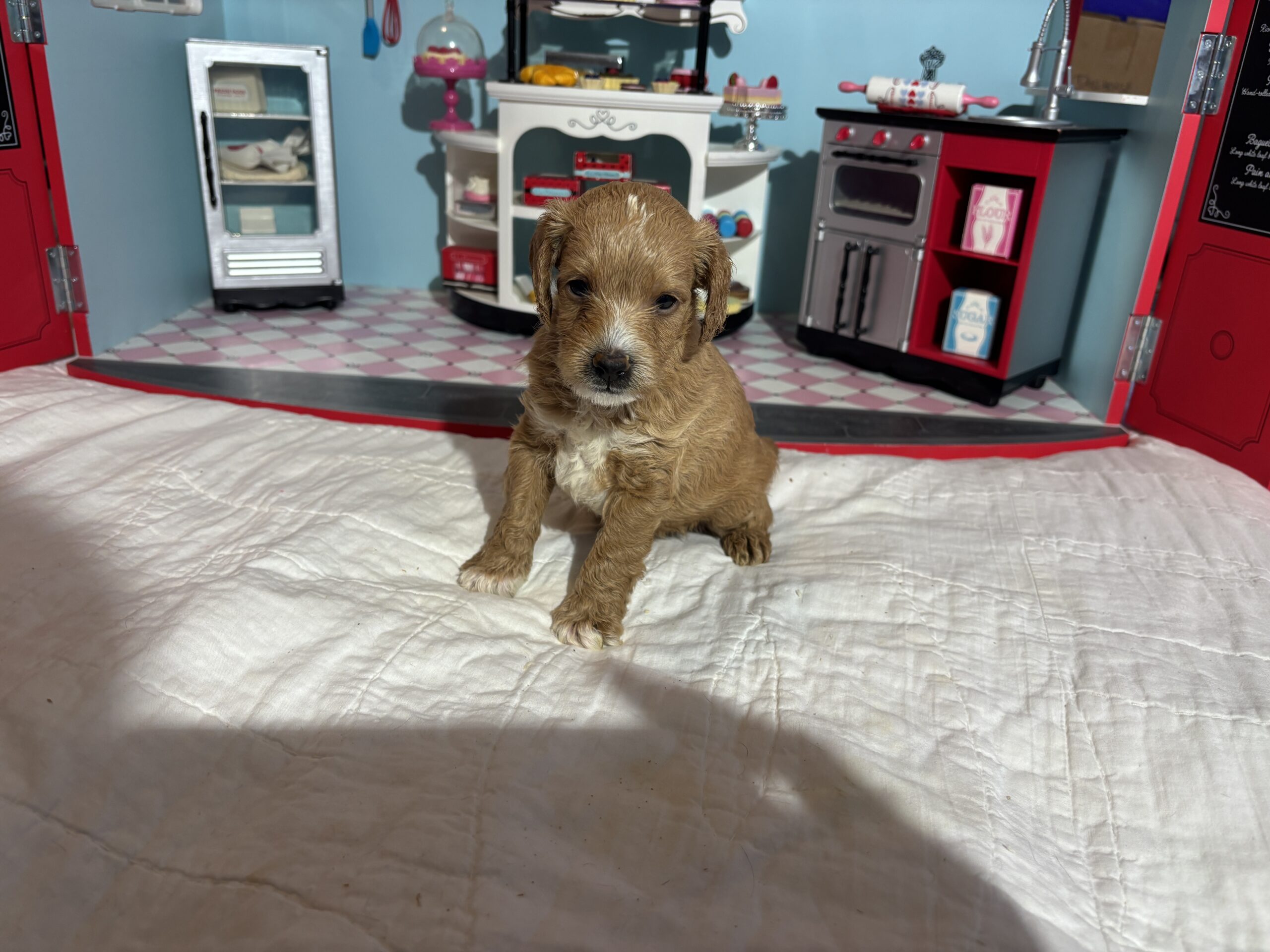 Homer – Miniature Schnoodle $3200