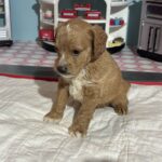 Homer – Miniature Schnoodle $3200
