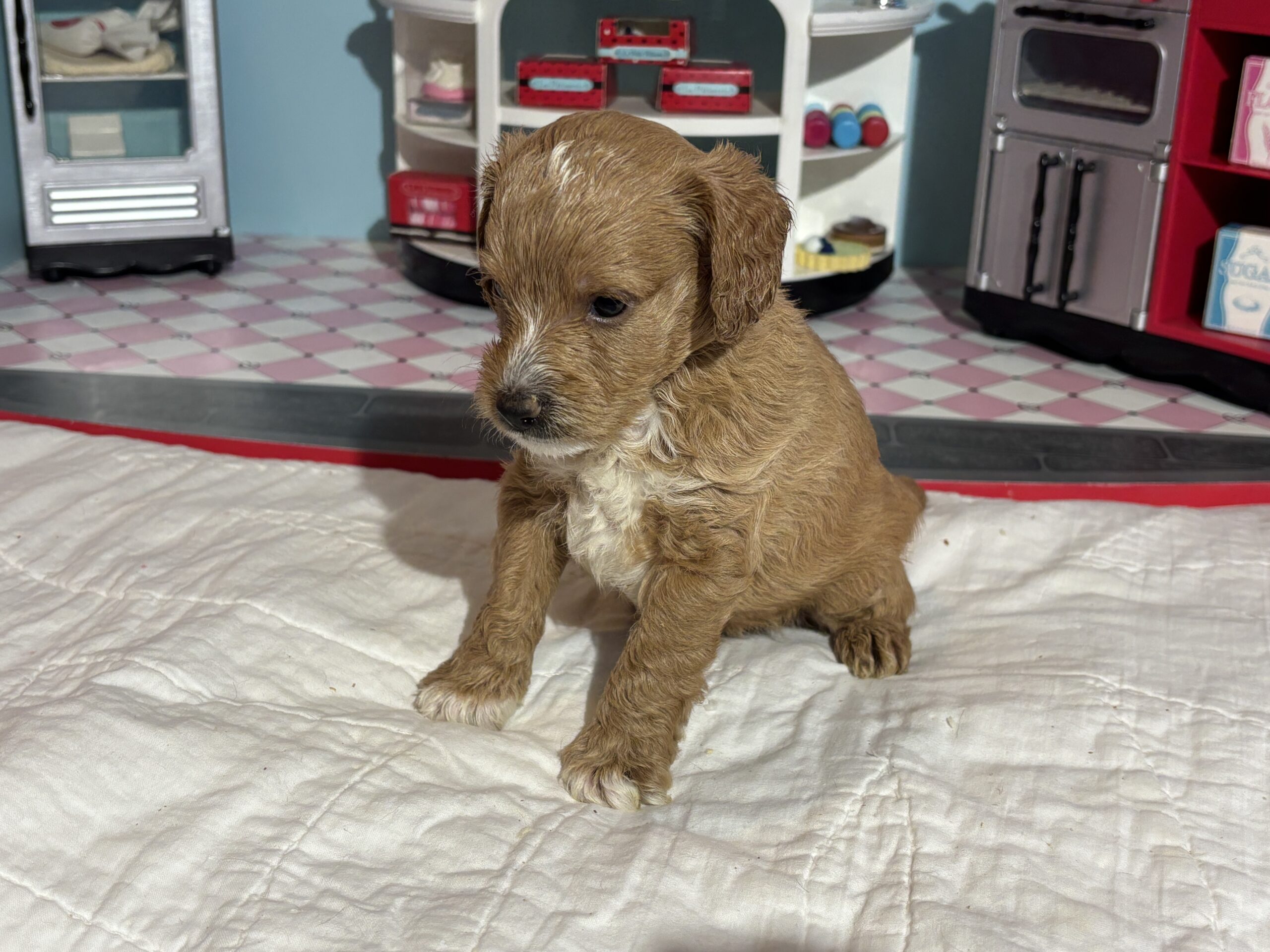 Homer – Miniature Schnoodle $3200