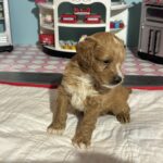 Homer – Miniature Schnoodle $3200