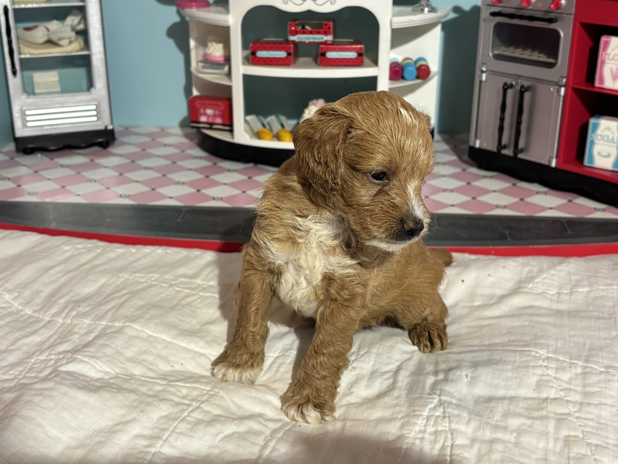 Homer – Miniature Schnoodle $3200