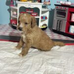 Homer – Miniature Schnoodle $3200